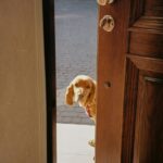 brown and white short coated dog on white ceramic floor tiles